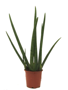 سانسوریا (نیزه آفریقایی)